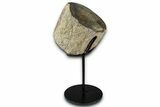Polished Fossil Mosasaur Vertebra w/ Metal Stand - Texas #350985-1